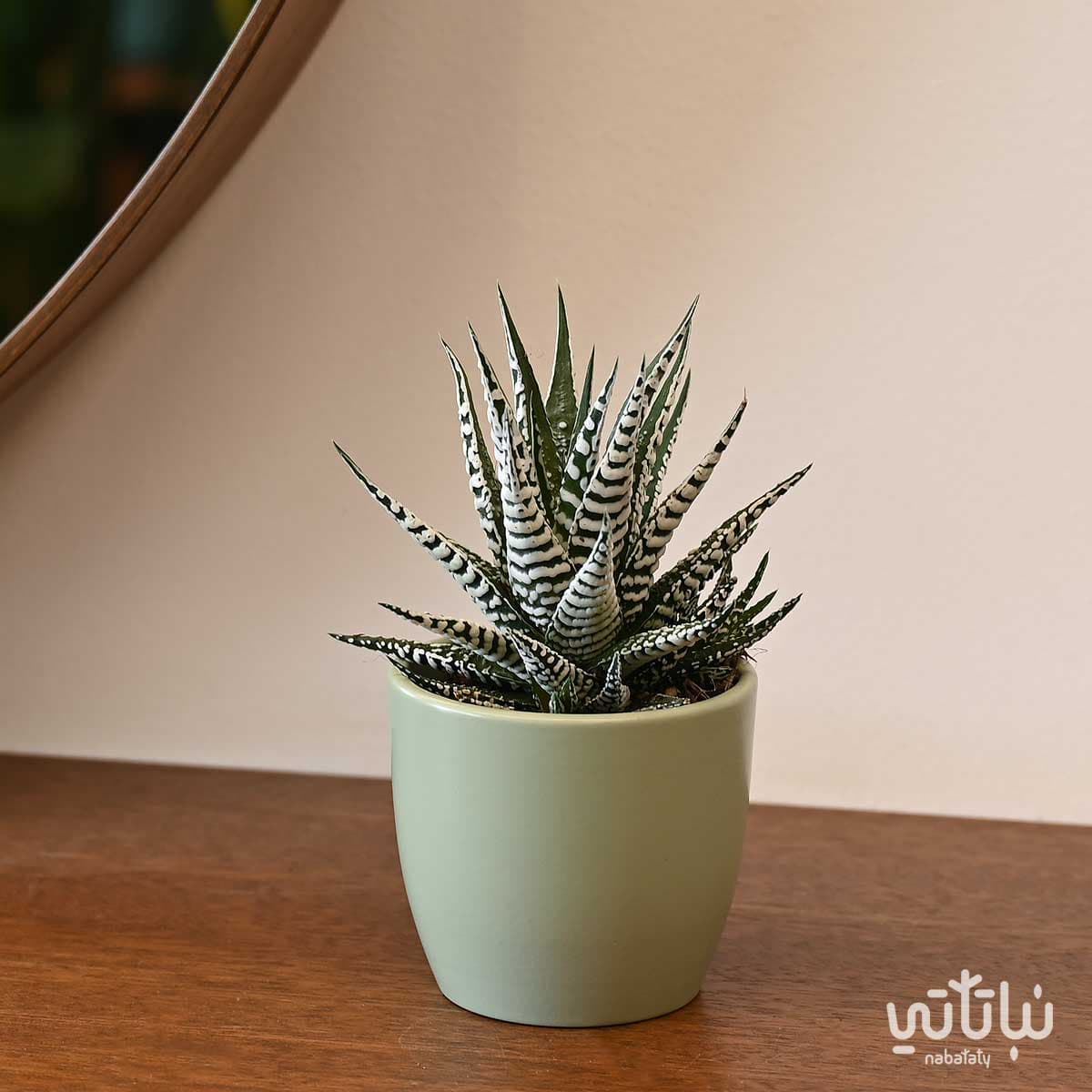 حوض سيراميك اخضر فاتح صغير 8 سم 2