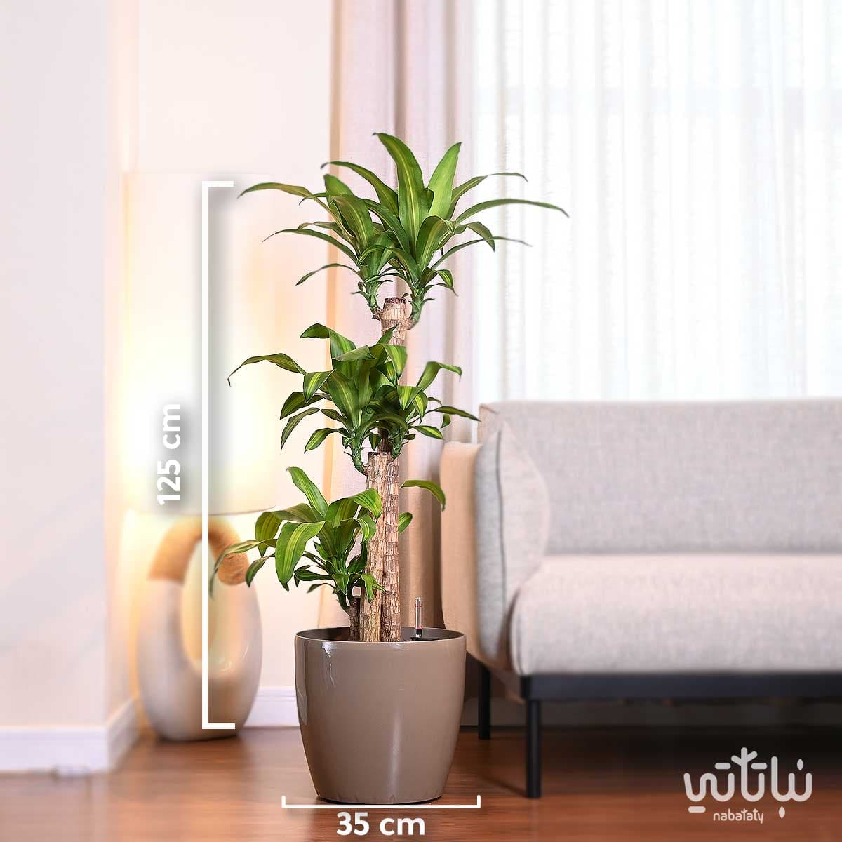 نبتة دراسينا ماسنجانا حوض ري ذاتي زيتي 2