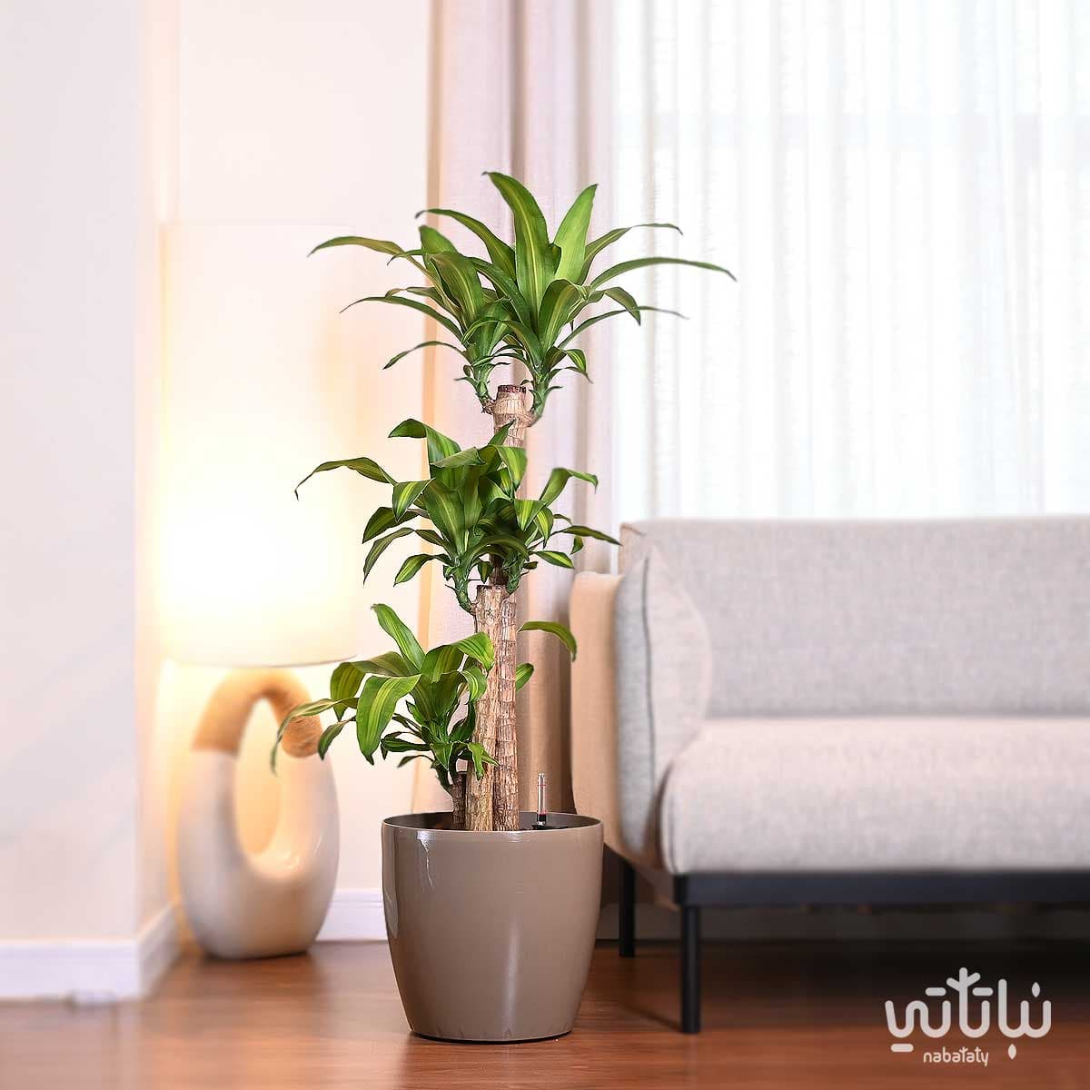 نبتة دراسينا ماسنجانا حوض ري ذاتي زيتي