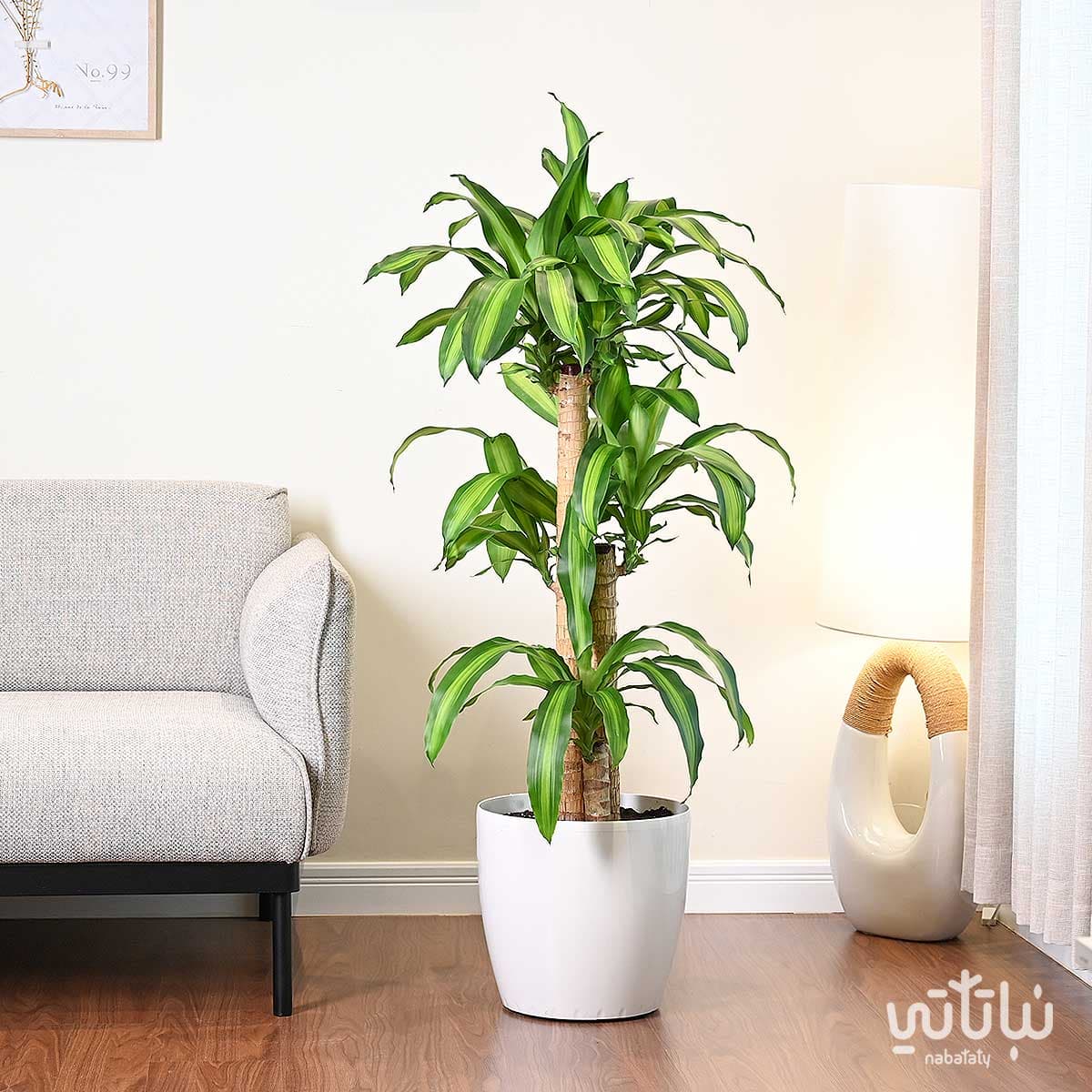 Dracaena Massangeana in White Self Watering Pot 1