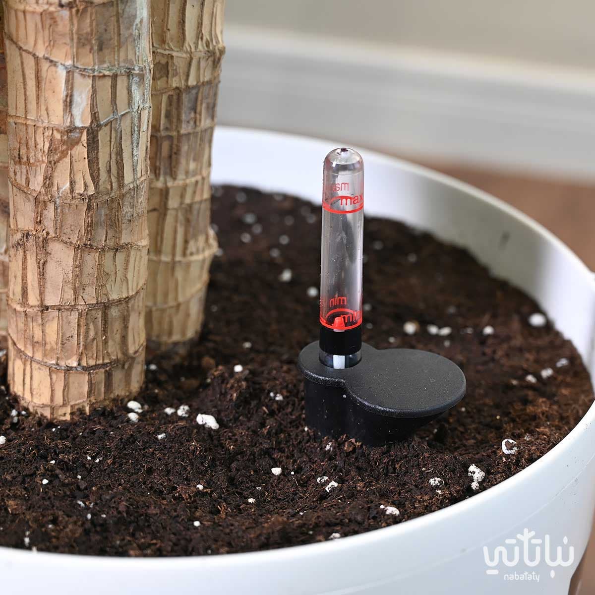 Dracaena Massangeana in White Self Watering Pot 3