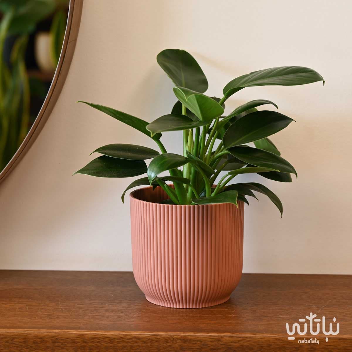 حوض بلاستيك دائري مخطط وردي 14 سم 2