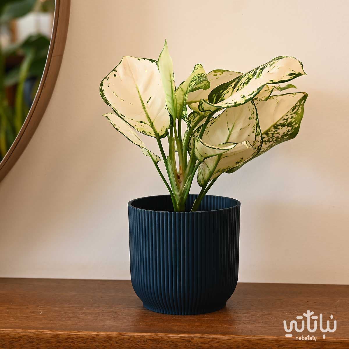 حوض بلاستيك دائري مخطط ازرق داكن 14 سم 2