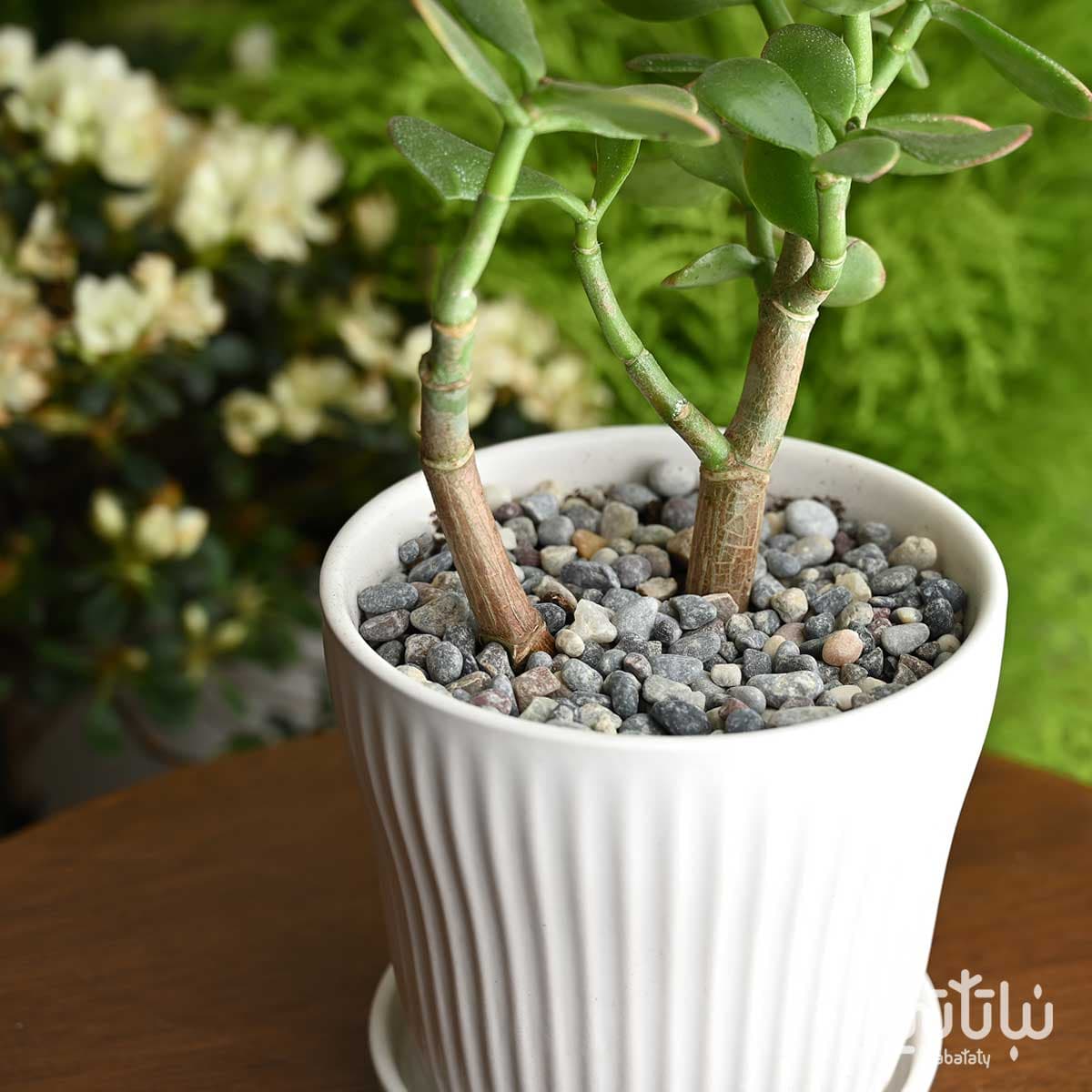 حجر ازمير نهري 5-10 ملم 2