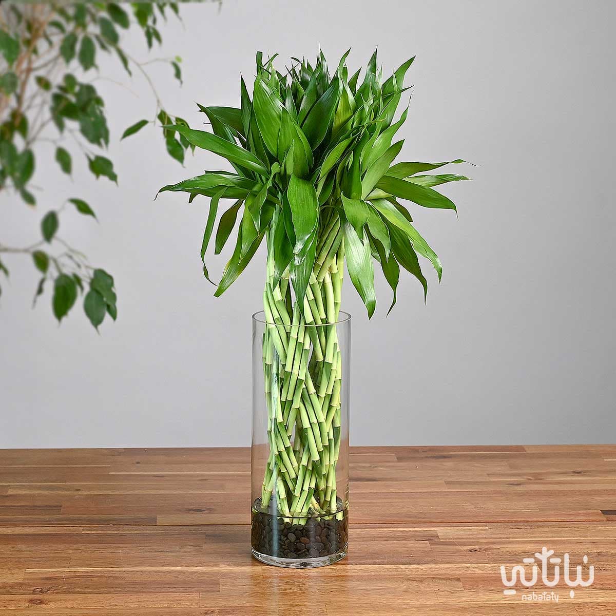 مجموعة بامبو مجدولة في فازة زجاجية 1