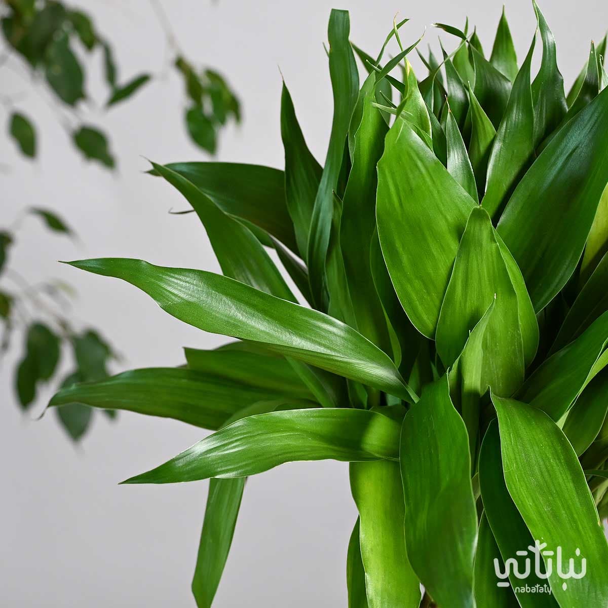 مجموعة بامبو مجدولة في فازة زجاجية 4