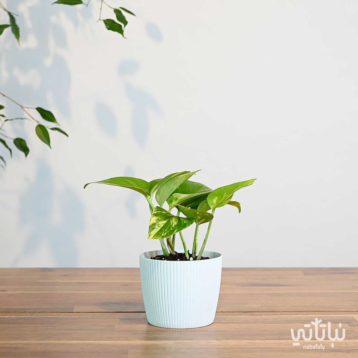 A small Pothos plant in a striped white plastic pot 1