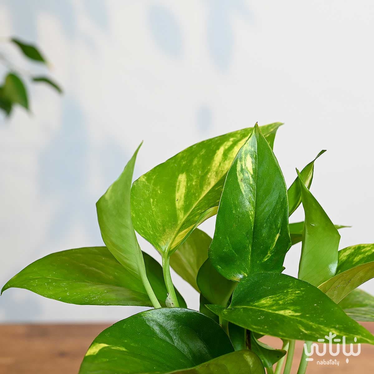 A small Pothos plant in a striped white plastic pot 3