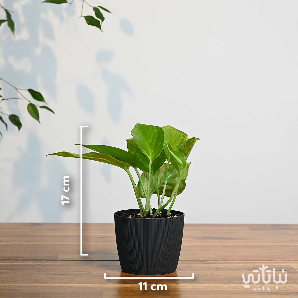 نبتة بوتس صغيرة في اصيص بلاستيك رمادي غامق مخطط 2