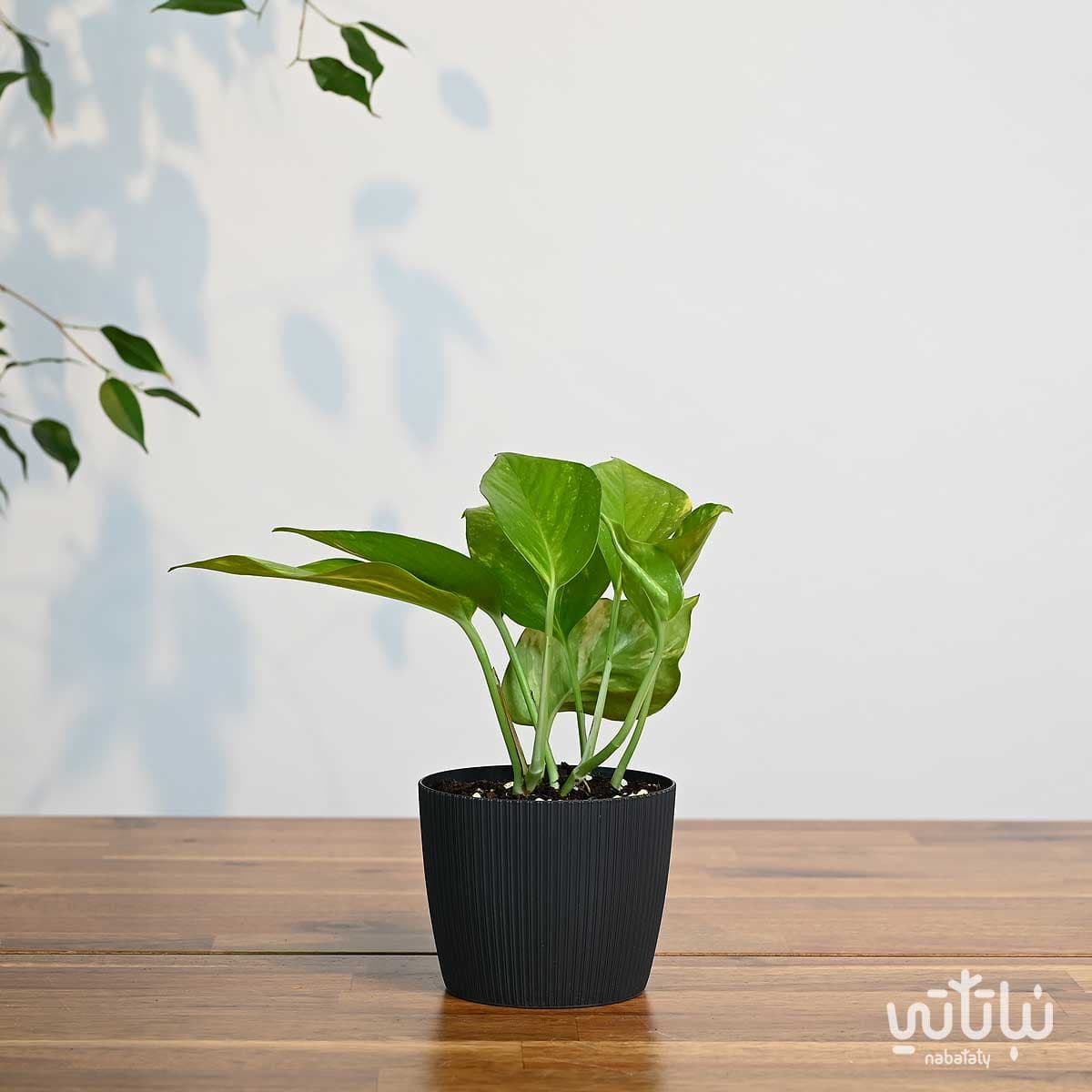 نبتة بوتس صغيرة في اصيص بلاستيك رمادي غامق مخطط