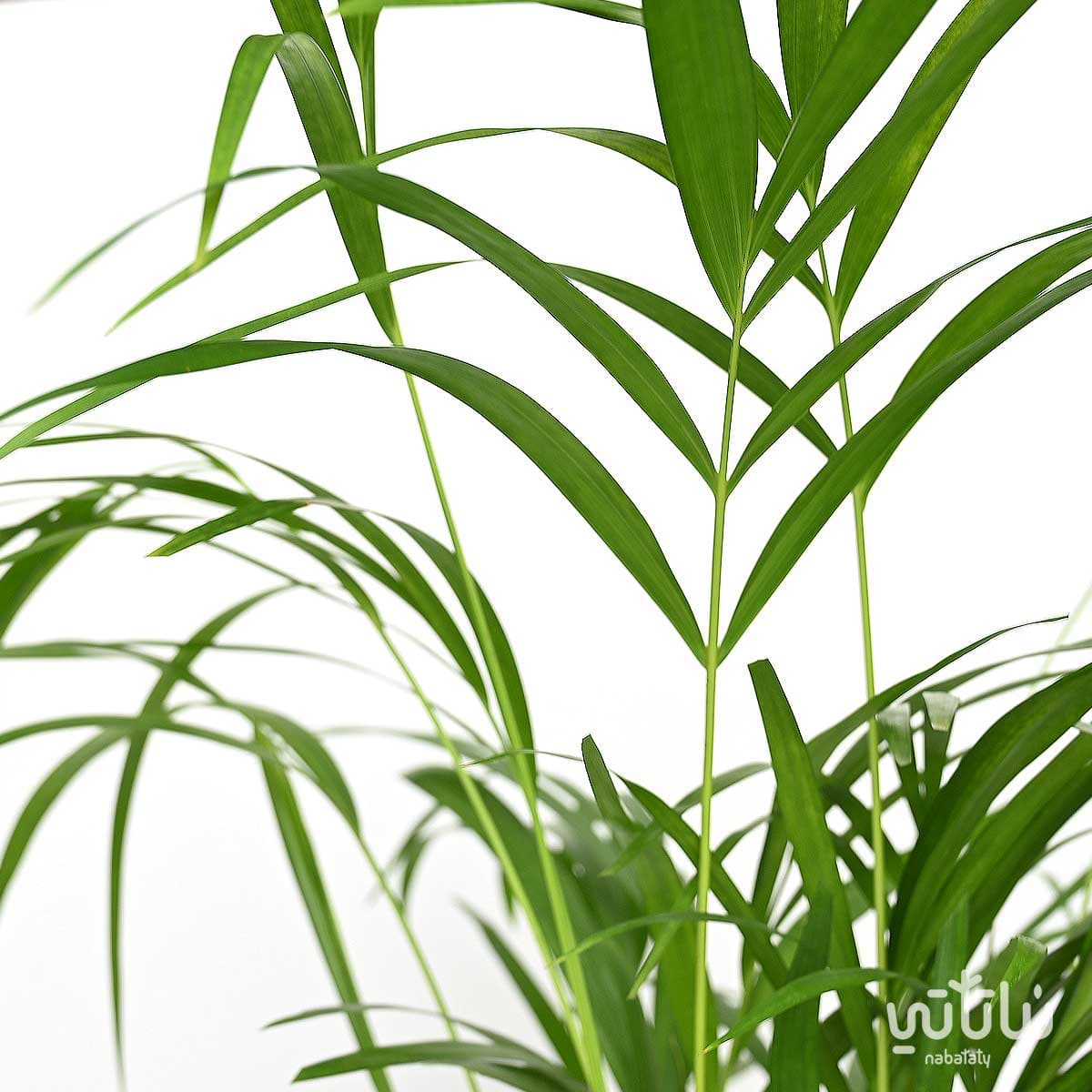 نبتة اريكا صغيرة 2