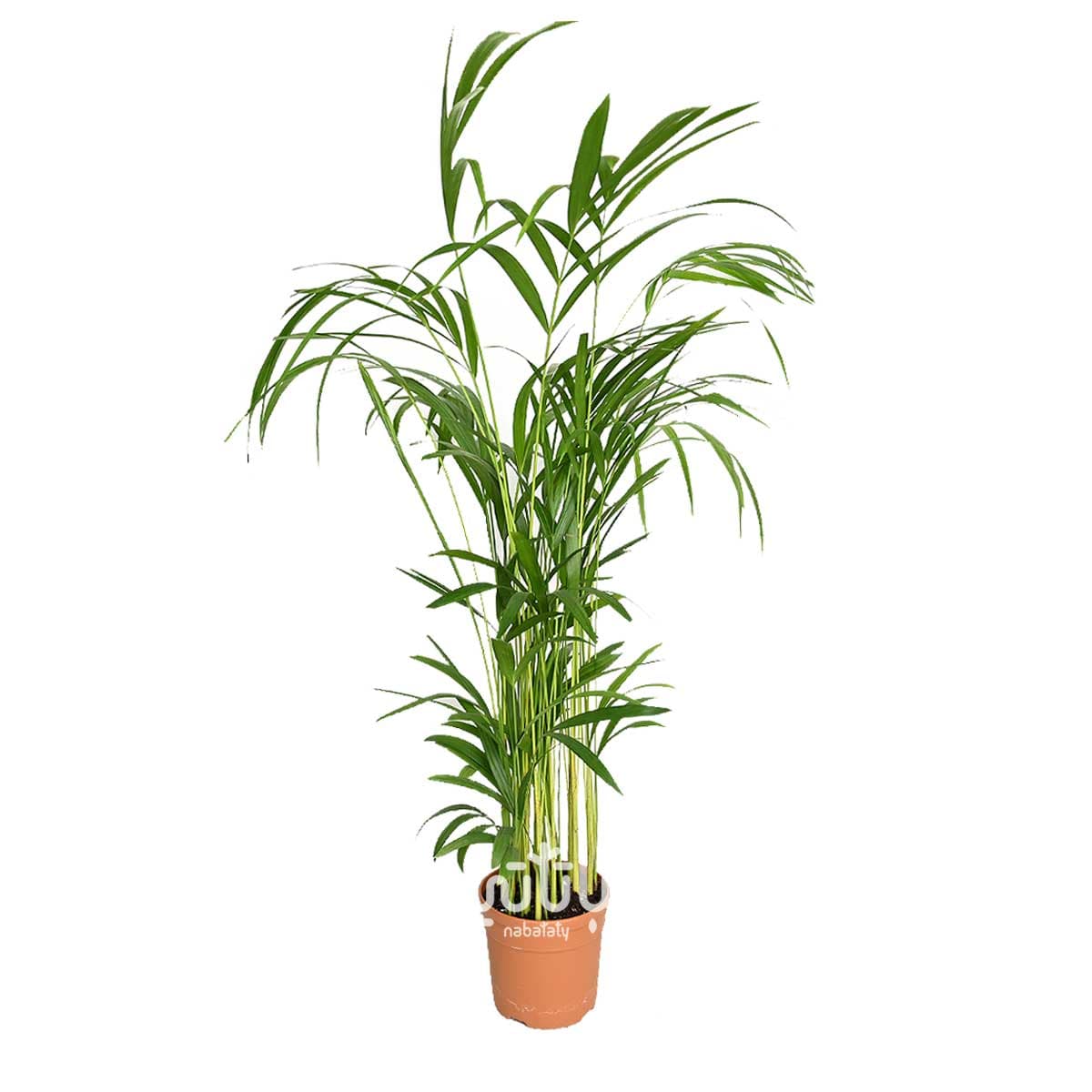 نبتة اريكا صغيرة 1