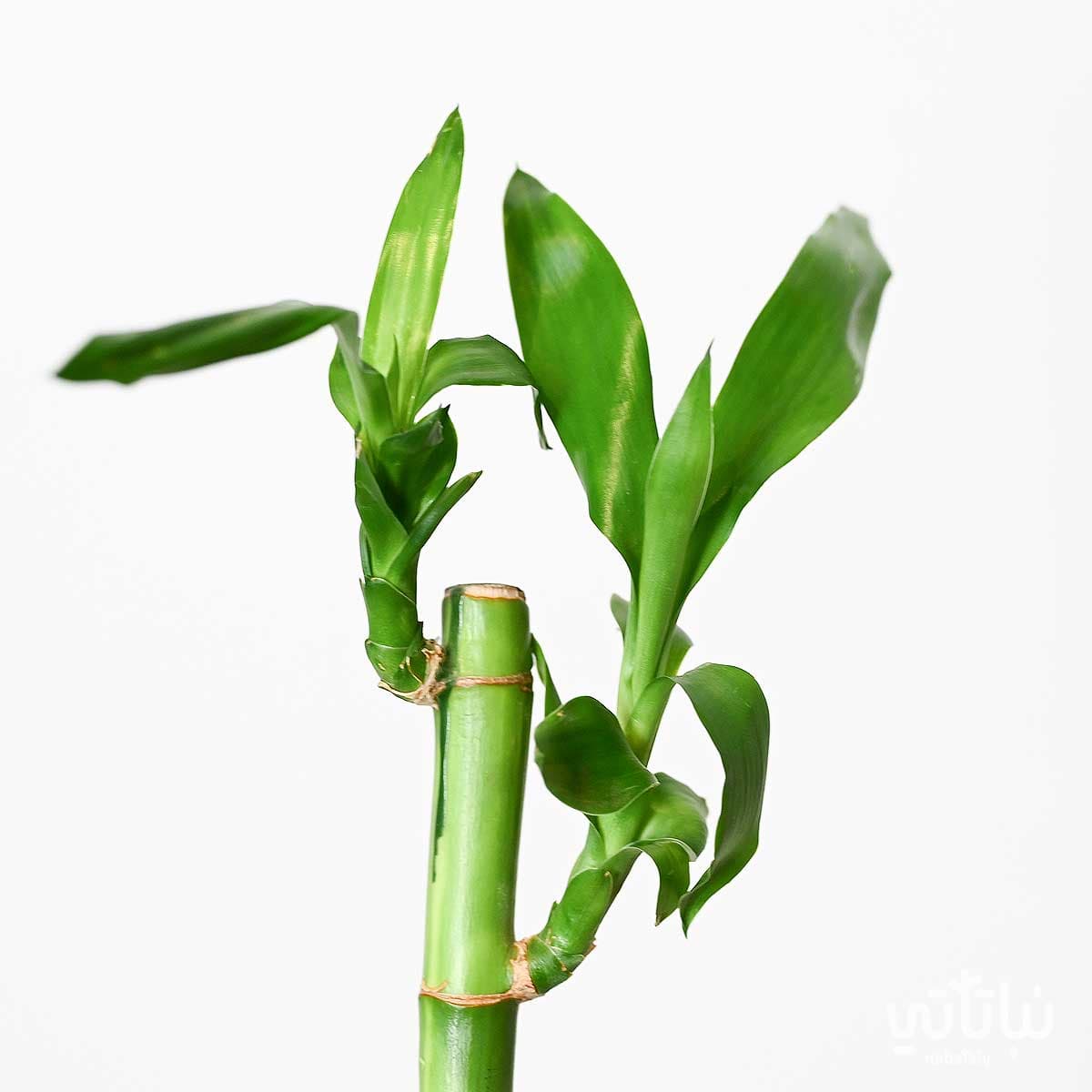 نبتة ساق البامبو 50 سم 2