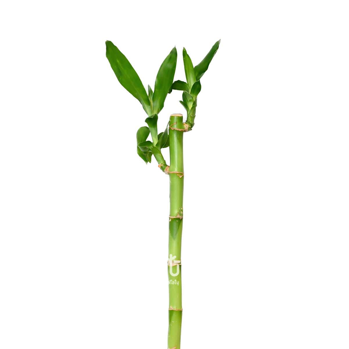 نبتة ساق البامبو 50 سم 1