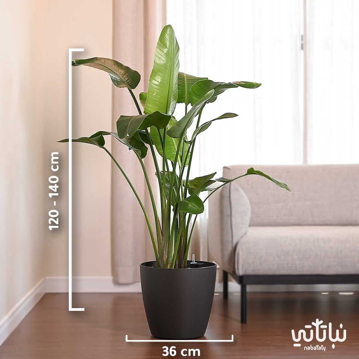 Large Bird of Paradise plant in a gray self-watering pot 2