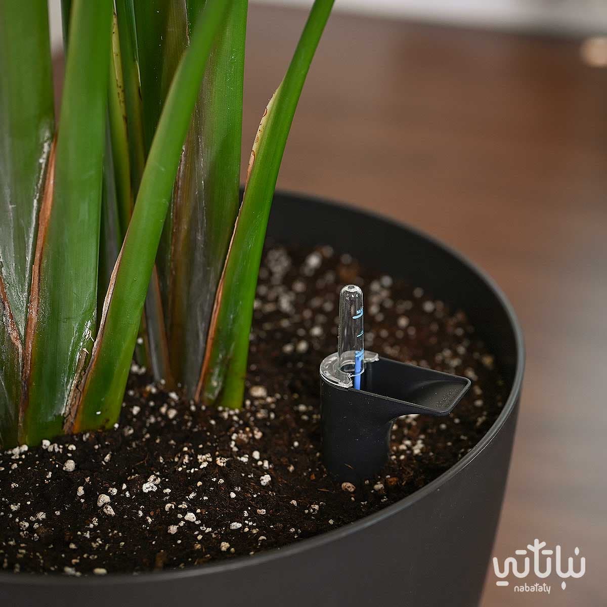 نبتة عصفور الجنة كبيرة في حوض ري ذاتي رمادي 3