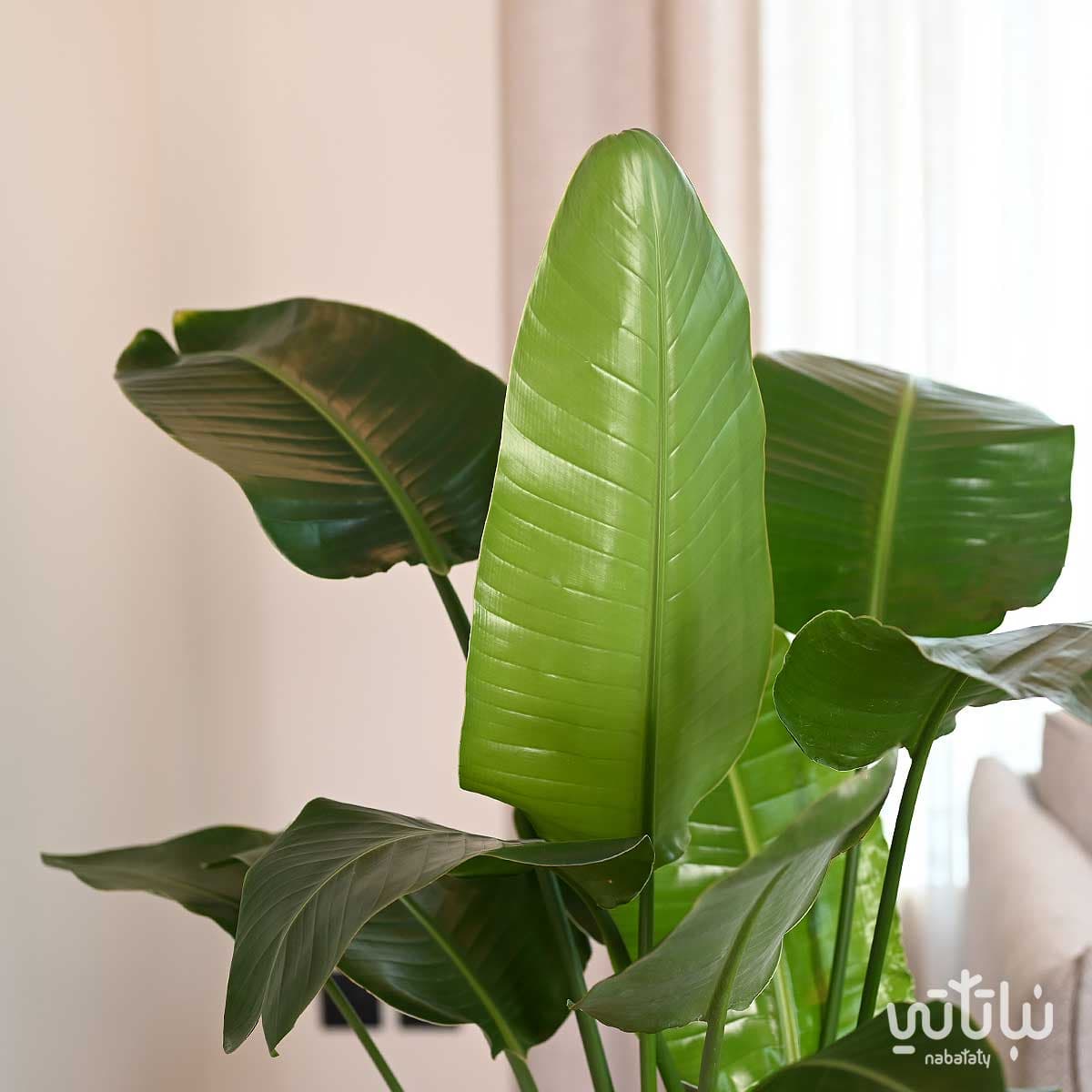 نبتة عصفور الجنة كبيرة في حوض ري ذاتي رمادي 4