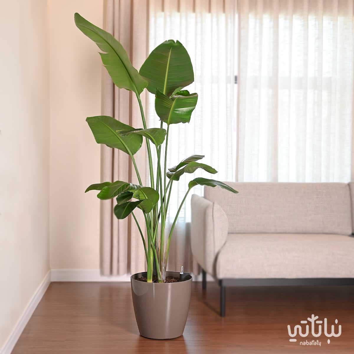 نبتة عصفور الجنة كبيرة في حوض ري ذاتي بني 1