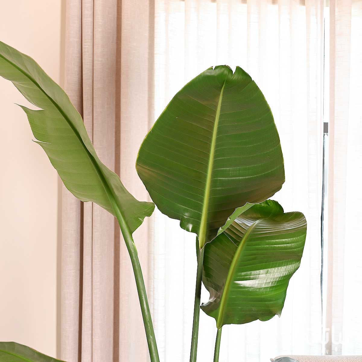 نبتة عصفور الجنة كبيرة في حوض ري ذاتي بني 4