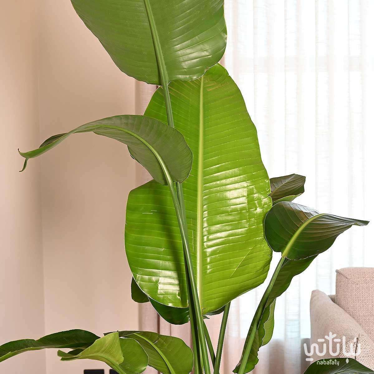 Large Bird of Paradise plant in a white self-watering pot 4