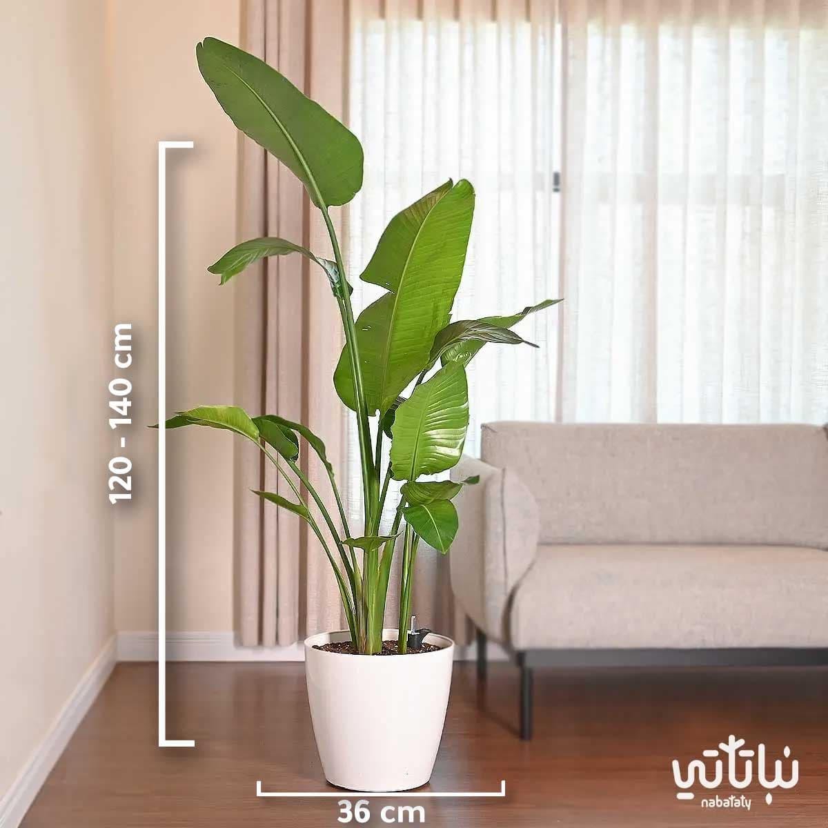 Large Bird of Paradise plant in a white self-watering pot 2