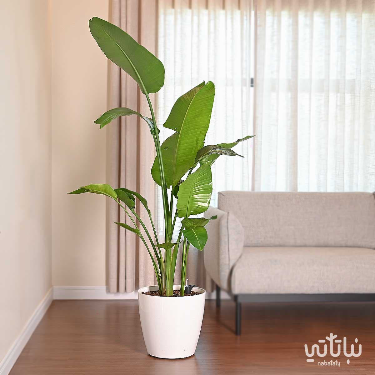 Large Bird of Paradise plant in a white self-watering pot 1