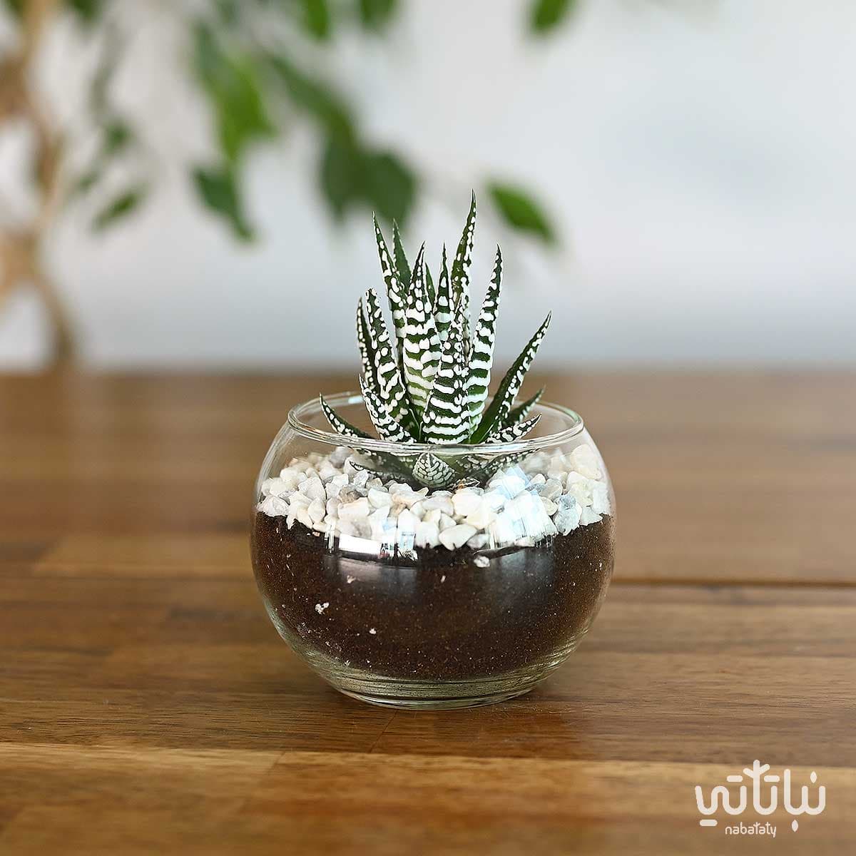 نبتة حوراء القصر في اصيص زجاجي دائري 1