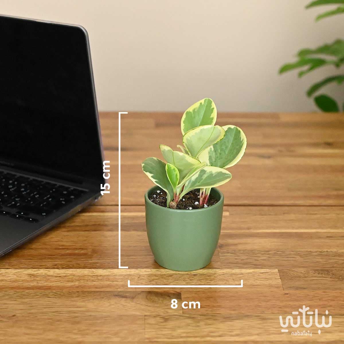 نبتة ببروميا مبرقشة في اصيص سيراميك صغير 2