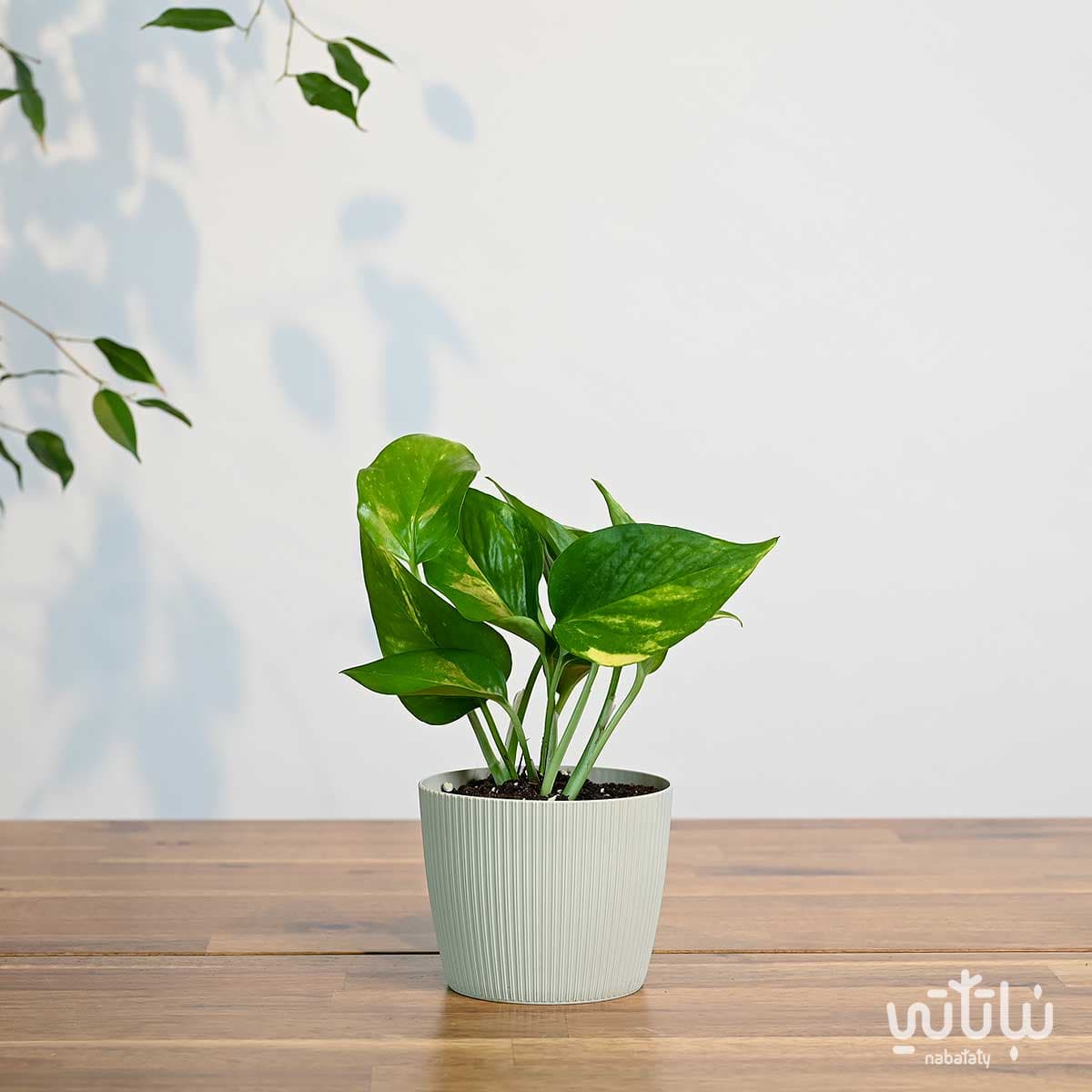 نبتة بوتس صغيرة في حوض بلاستيك بيج مخطط 1