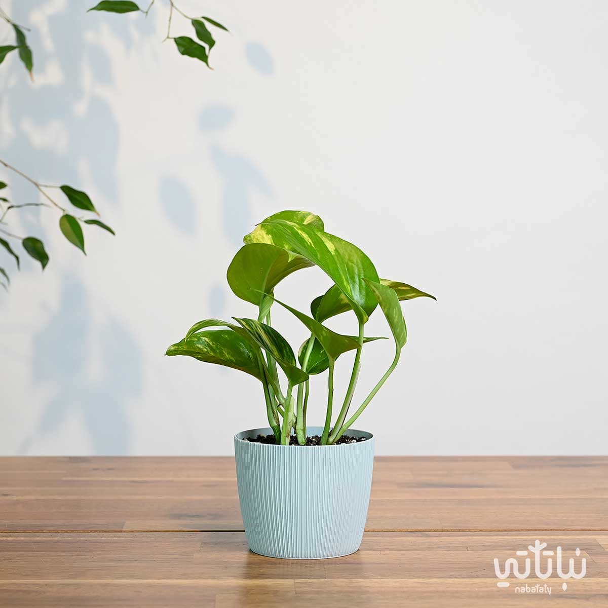 نبتة بوتس صغيرة في اصيص بلاستيك رمادي فاتح مخطط 1