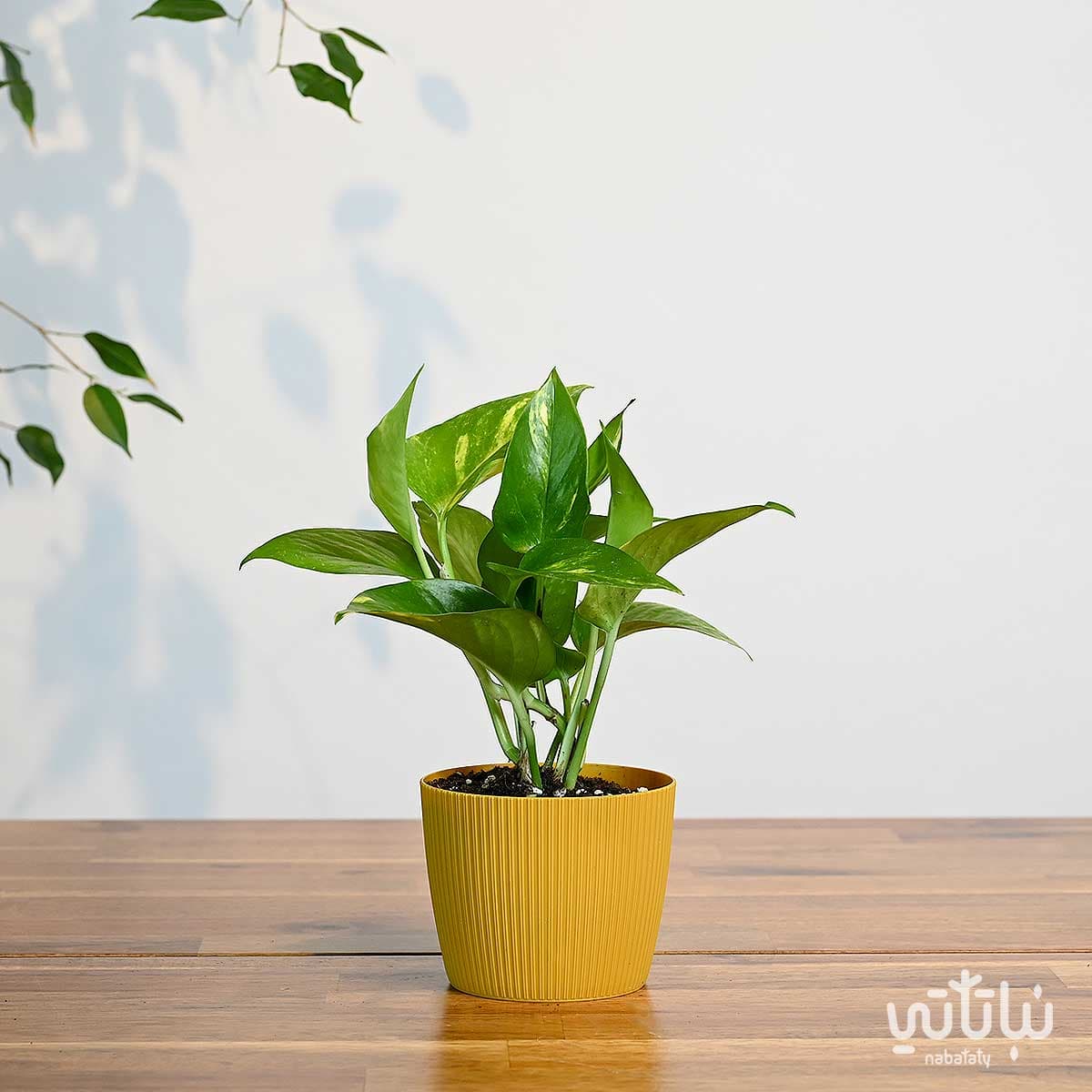 نبتة بوتس صغيرة في اصيص بلاستيك اصفر مخطط 1