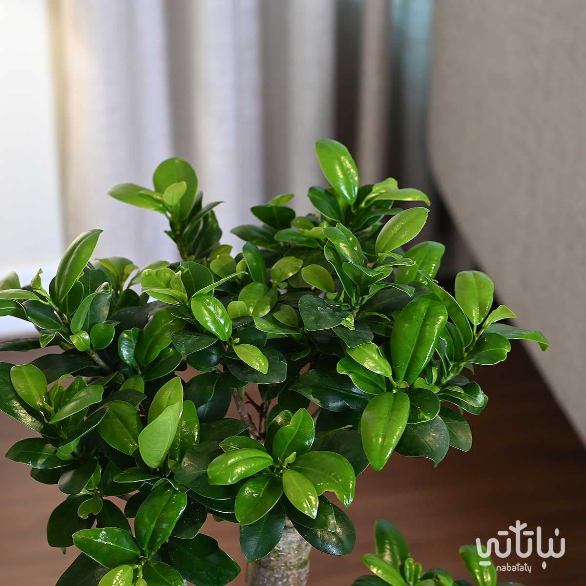 نبتة بونساي كبيرة 70 سم في حوض ابيض مخطط بقاعدة 3