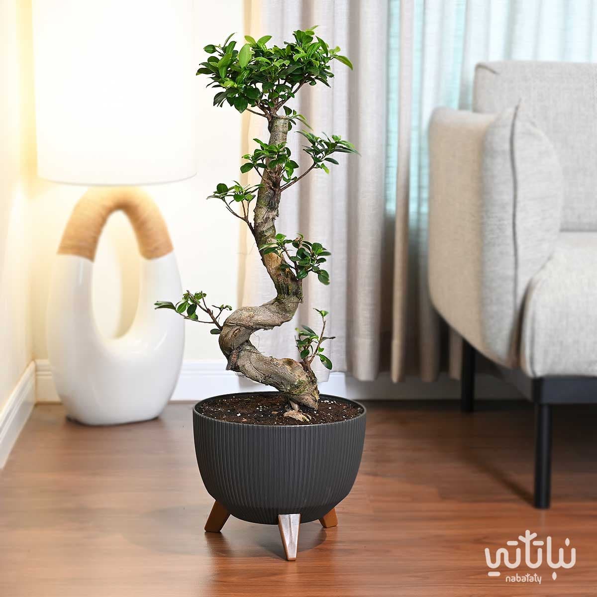 نبتة بونساي كبيرة 70 سم في حوض رمادي غامق مخطط بقاعدة 1