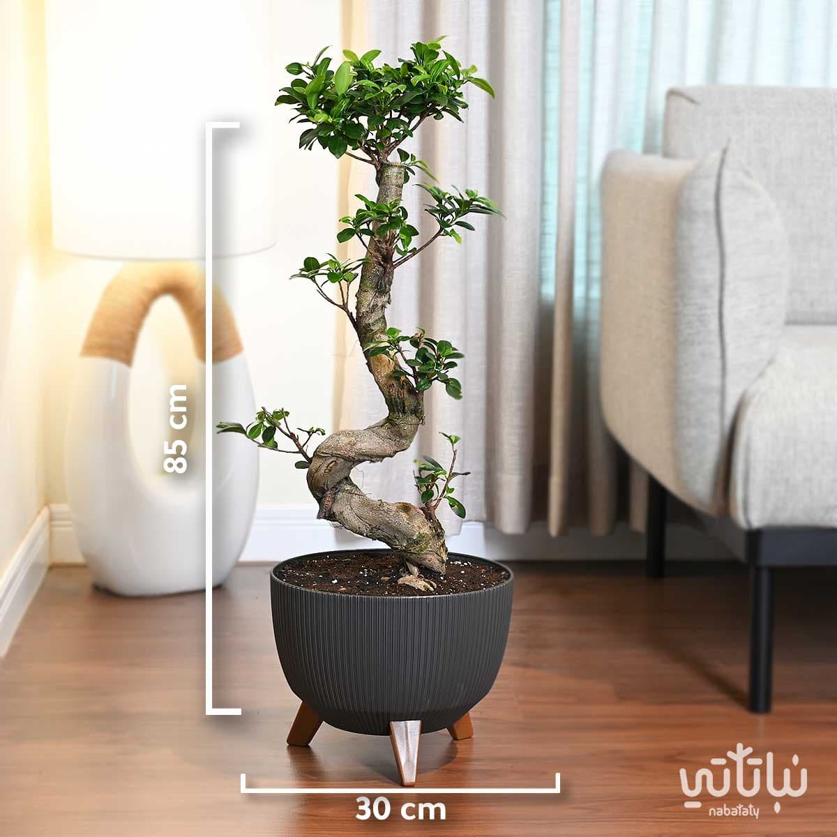 نبتة بونساي كبيرة 70 سم في حوض رمادي غامق مخطط بقاعدة 2