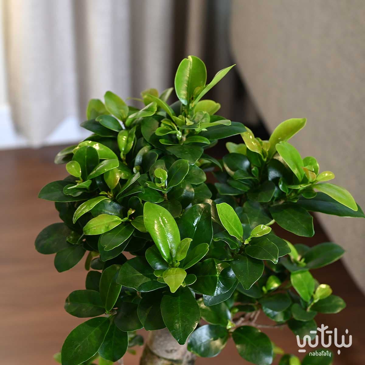 نبتة بونساي كبيرة 70 سم في حوض رمادي غامق مخطط بقاعدة 3