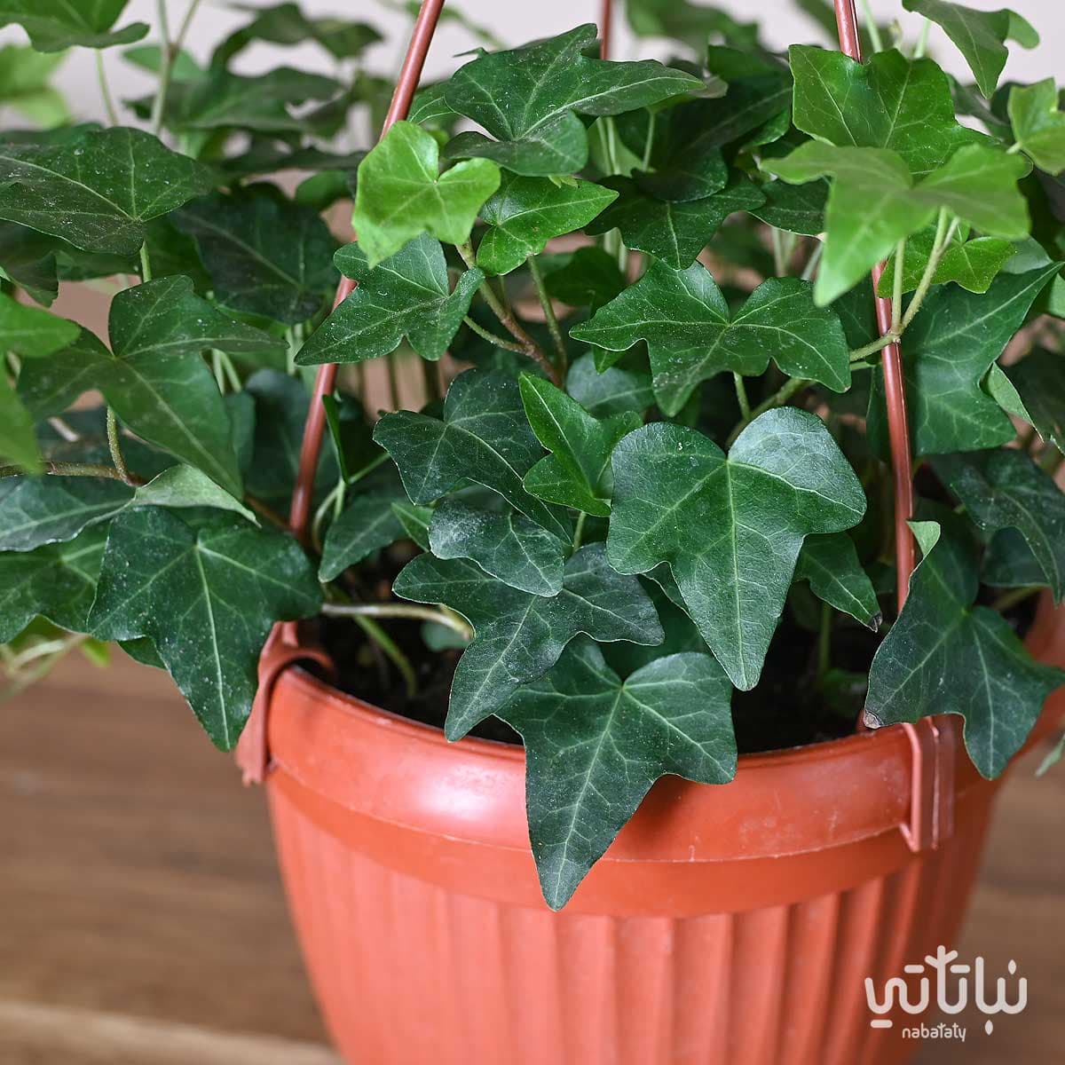 نبتة هيديرا في حوض معلق 2