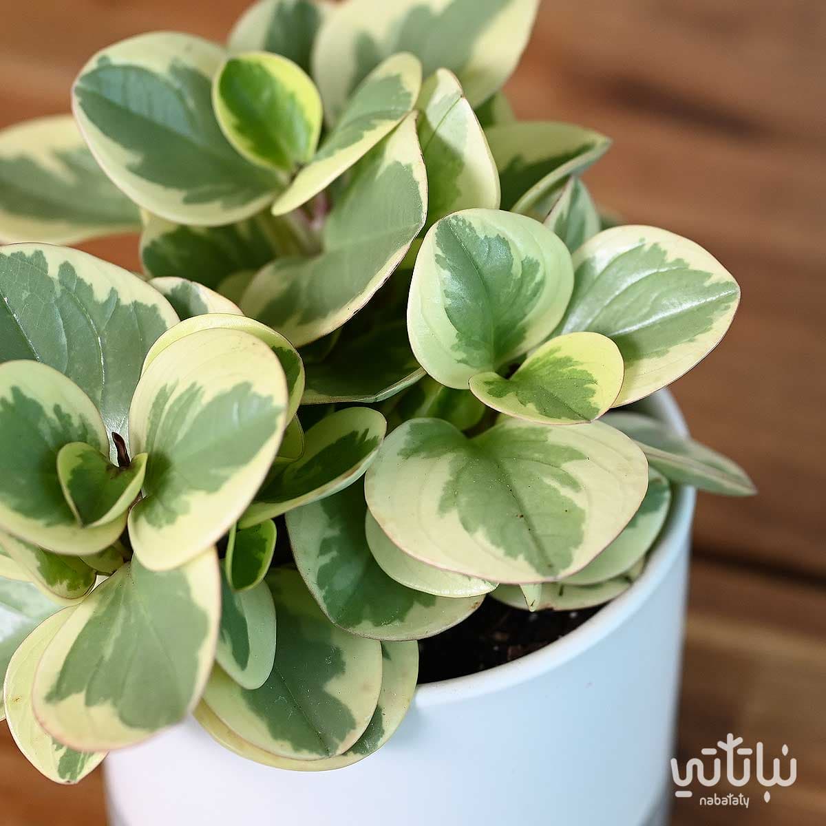 نبتة ببروميا مبرقشة في حوض سيراميك ابيض 3