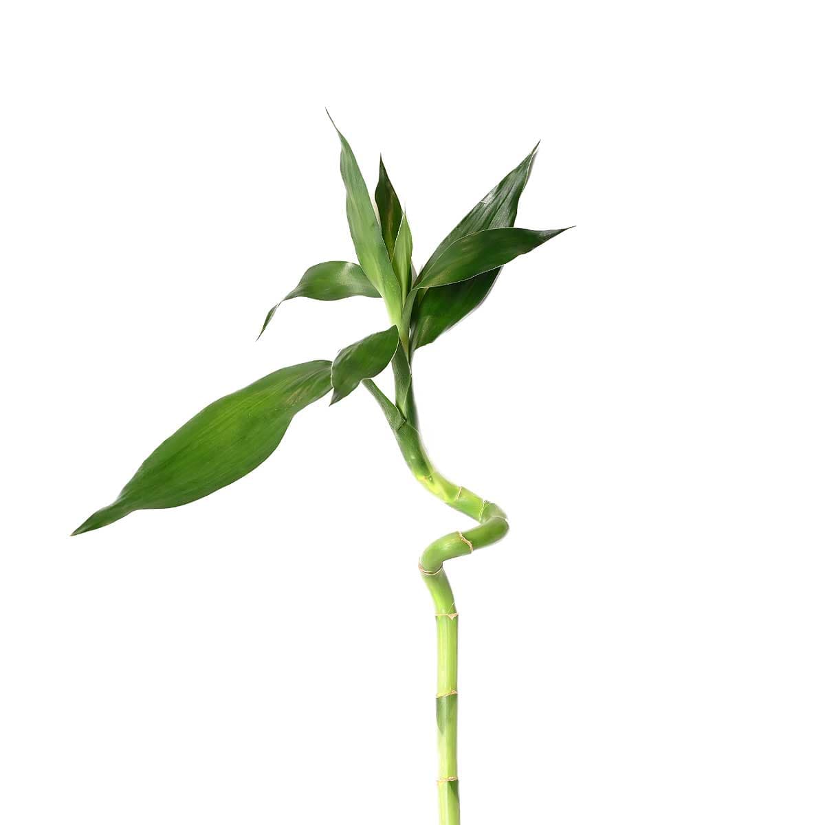 نبتة ساق البامبو اوراق كبيرة 90 سم