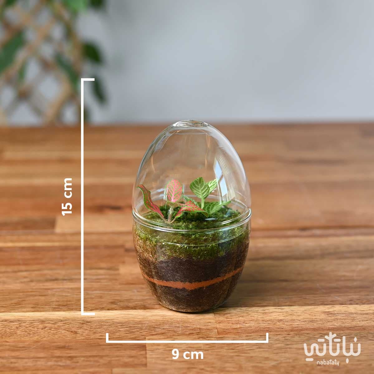 نبتة الفيتونيا في حديقة زجاجية صغيرة جوي 2