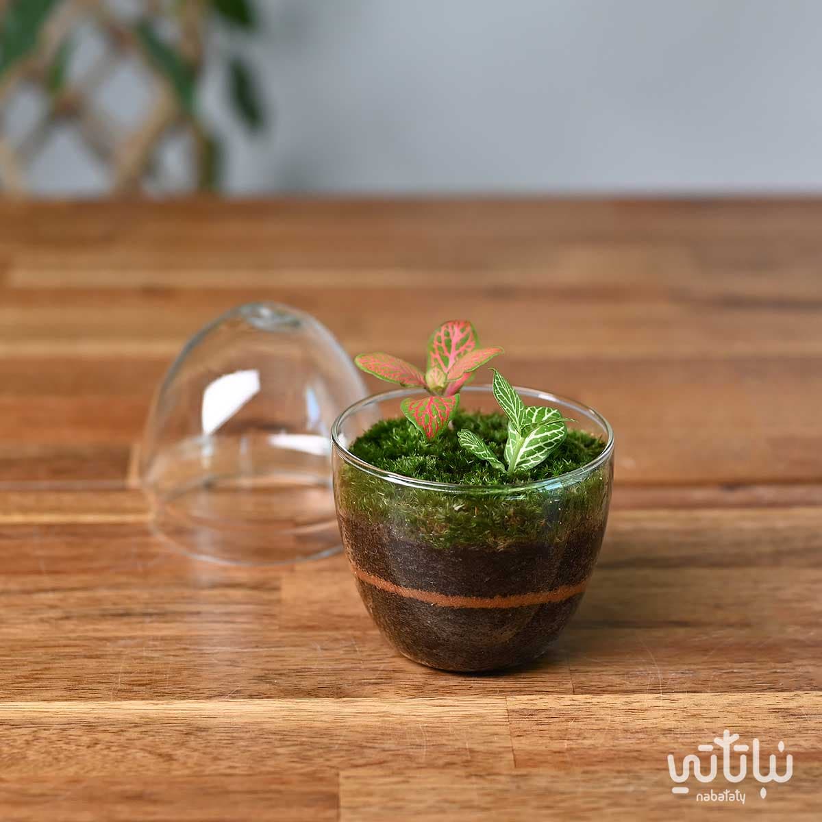 نبتة الفيتونيا في حديقة زجاجية صغيرة جوي 4