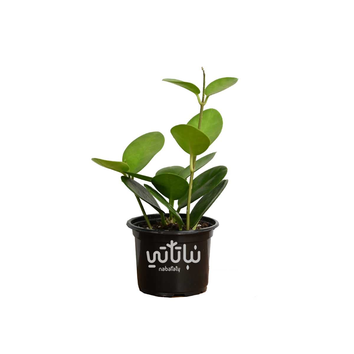 نبتة هويا زهرة الشمع صغيرة 1