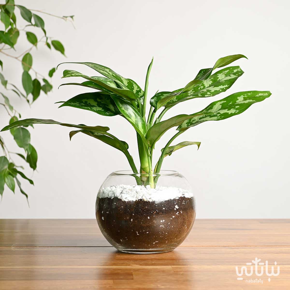 نبتة اجلونيما في اصيص زجاجي دائري