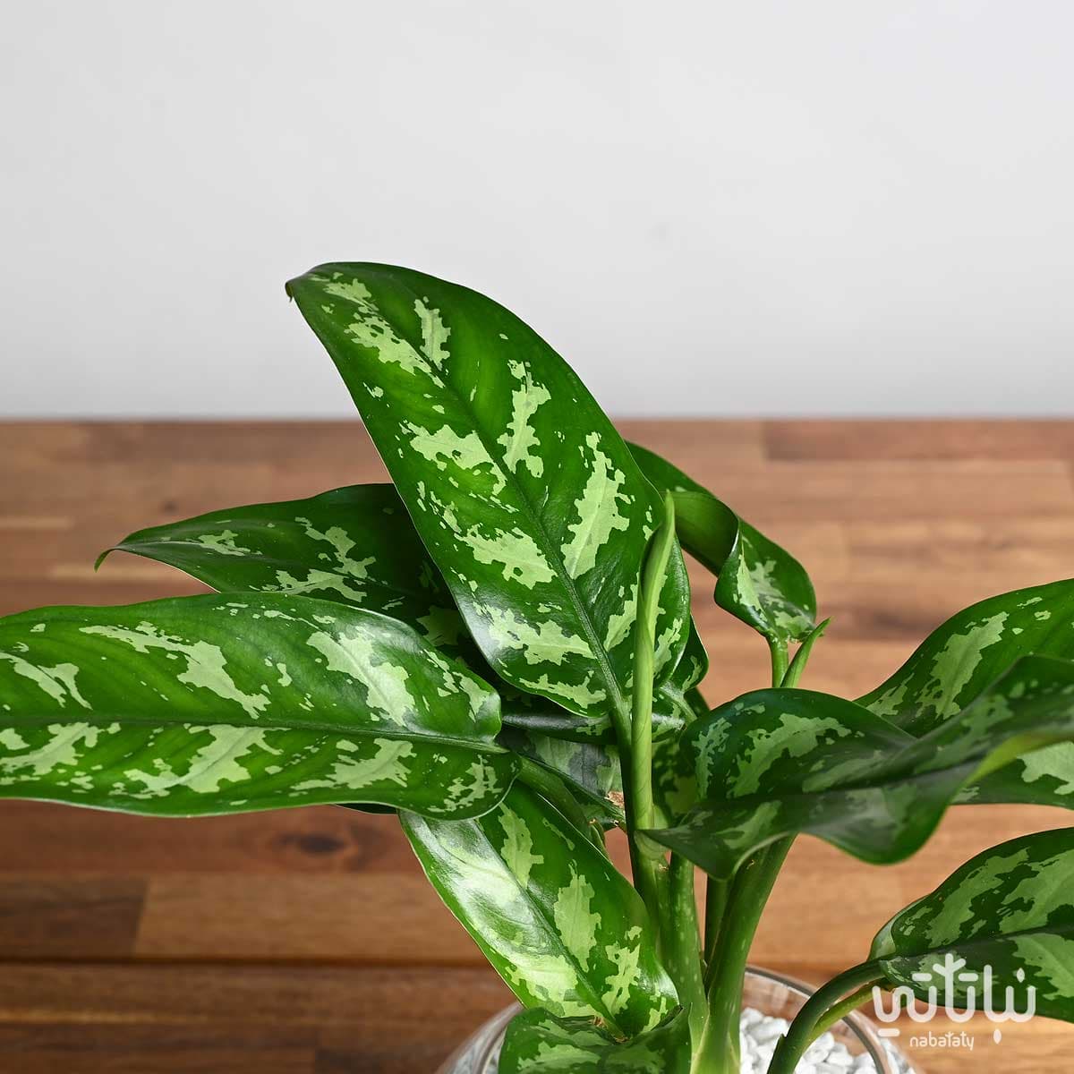 نبتة اجلونيما في اصيص زجاجي دائري 3