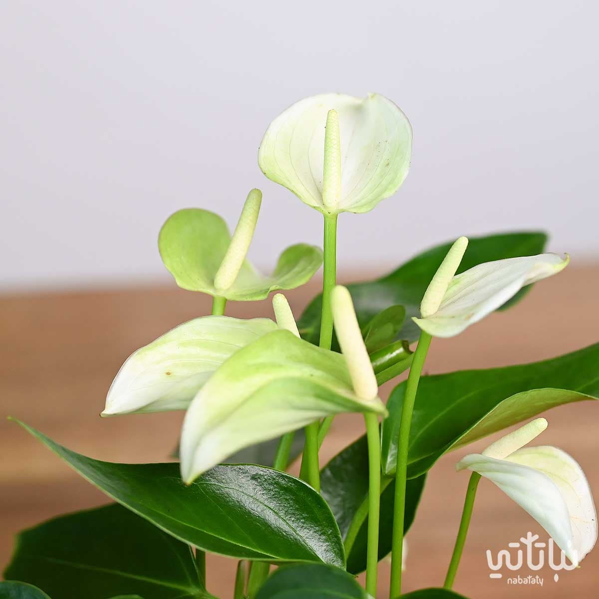 نبتة انتوريوم ازهار بيضاء في حوض سيراميك اسود 3