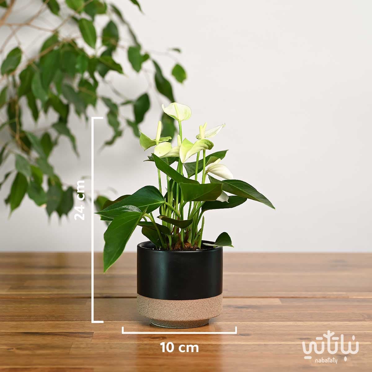 نبتة انتوريوم ازهار بيضاء في حوض سيراميك اسود 2