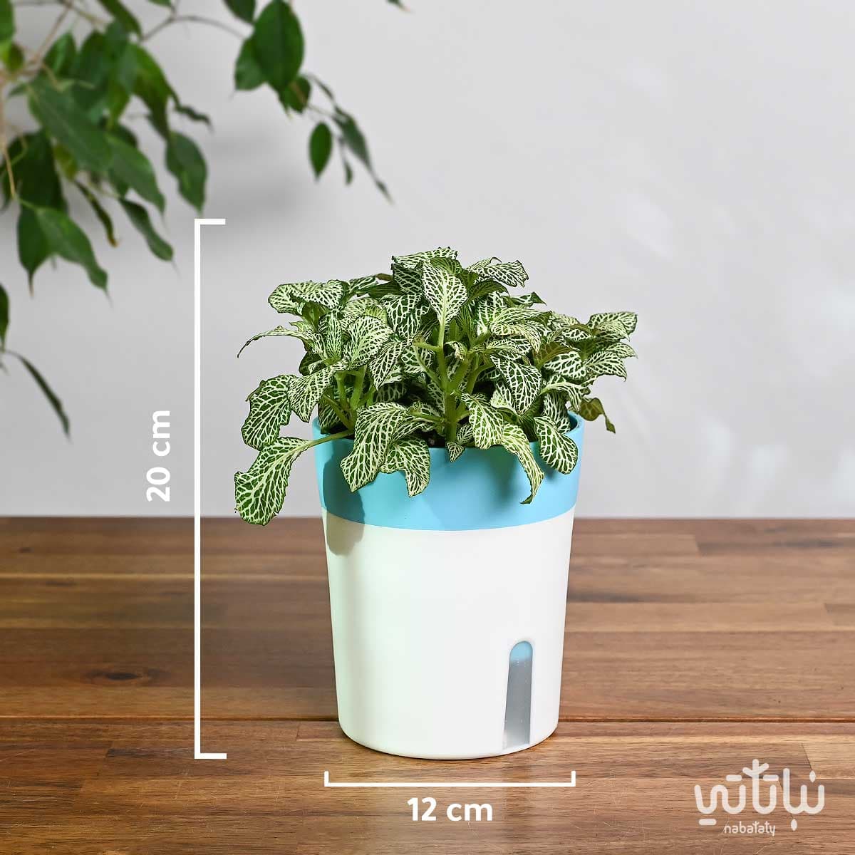 نبتة فيتونيا خضراء في اصيص ري ذاتي 2