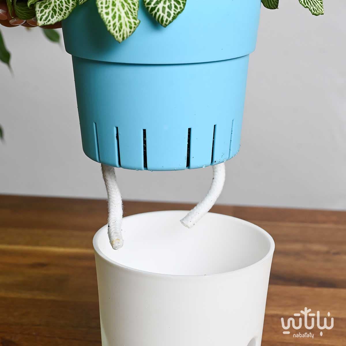 نبتة فيتونيا خضراء في اصيص ري ذاتي 4