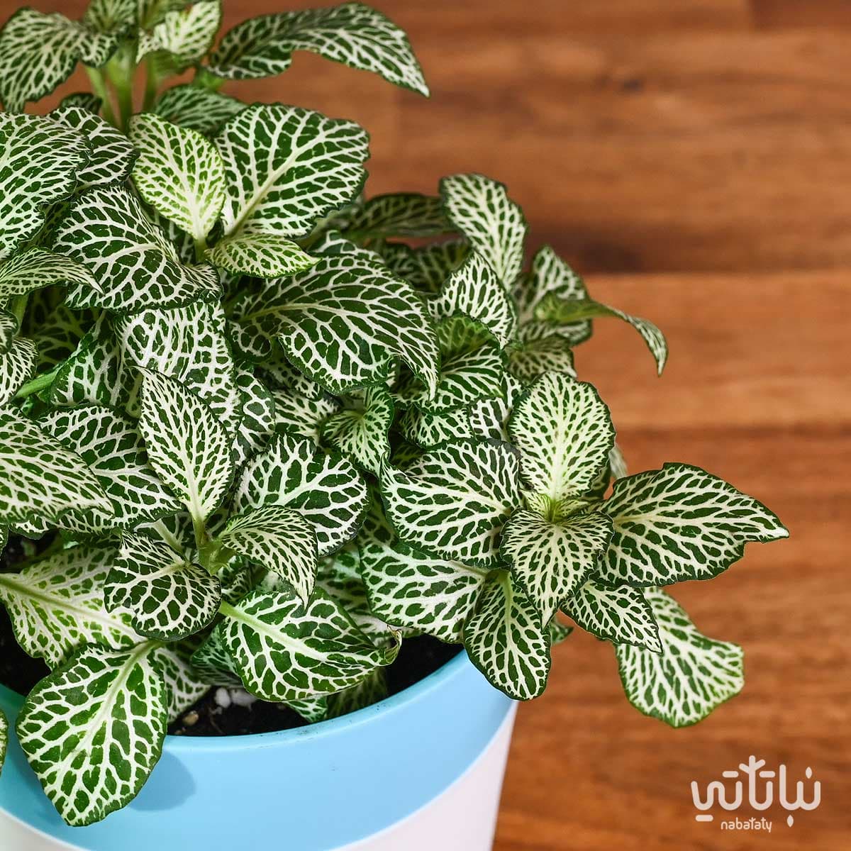 نبتة فيتونيا خضراء في اصيص ري ذاتي 3