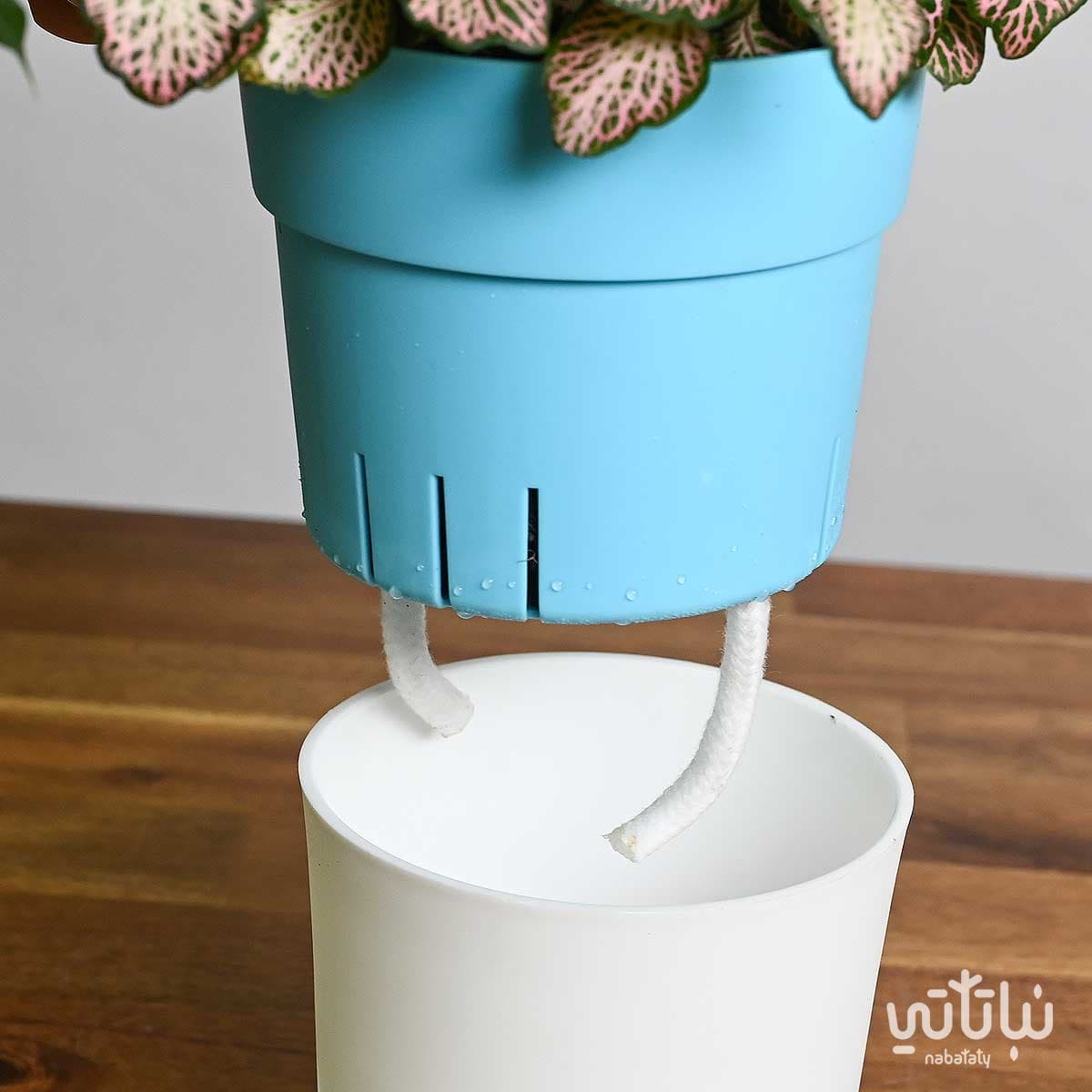 نبتة فيتونيا وردية في اصيص ري ذاتي 4