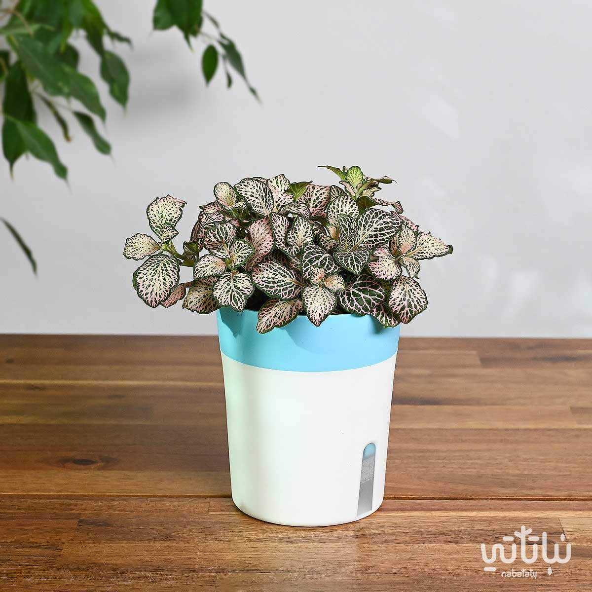 نبتة فيتونيا وردية في اصيص ري ذاتي